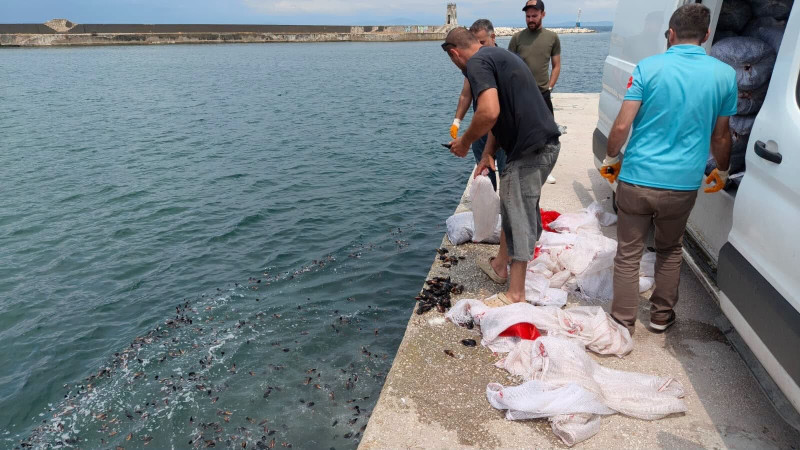 Yalova’da 3 Ton Kaçak Kara Midyeye El Konuldu