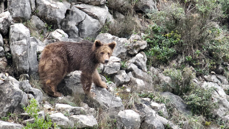 Paşakent Maden Sahasında “Mahsur Keçi” İhbarı Ayı Çıktı
