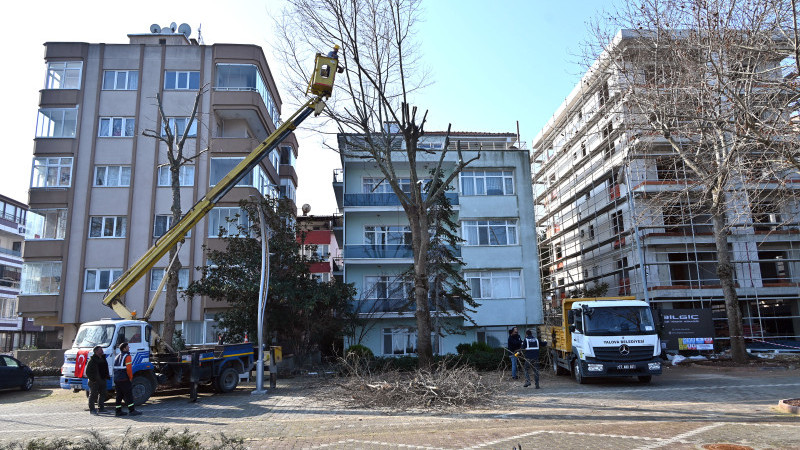 Ağaçlar Budanıyor