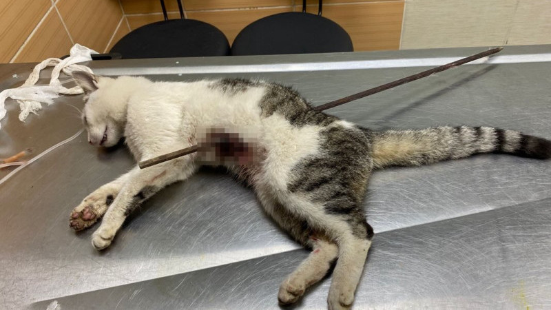 Çiftlikköy’de Sokak Kedisine Vahşet: Belediye Veterinerleri Kurtardı